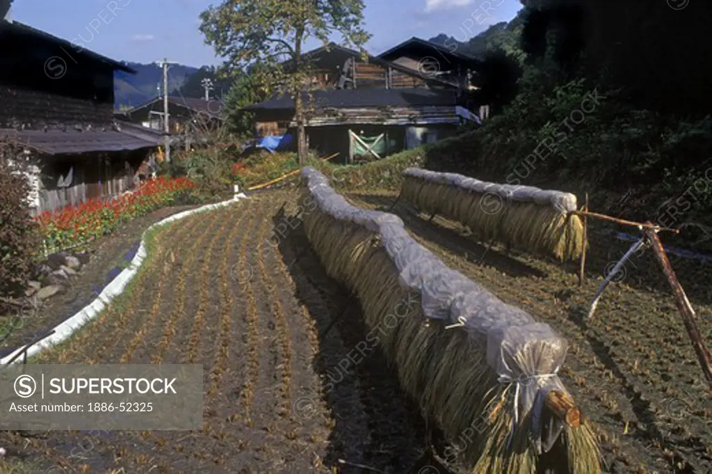 Harvesated crop dries on wooden racks in the Mountain Village of OGAMACHI - JAPAN