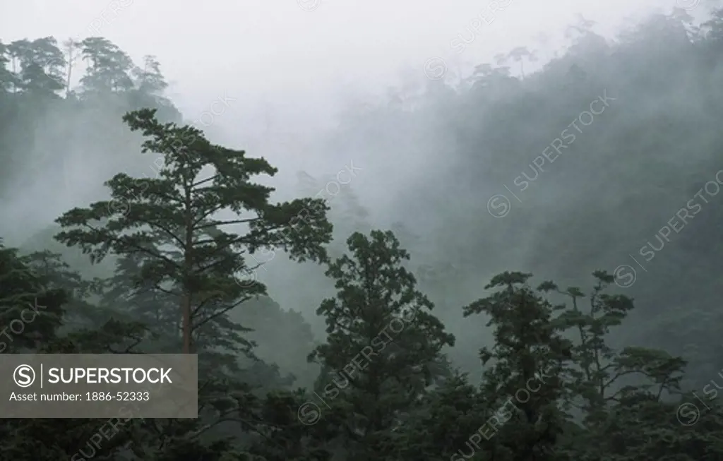 Foggy forest on the flanks of MT MISEN - MIYA JIMA ISLAND, JAPAN