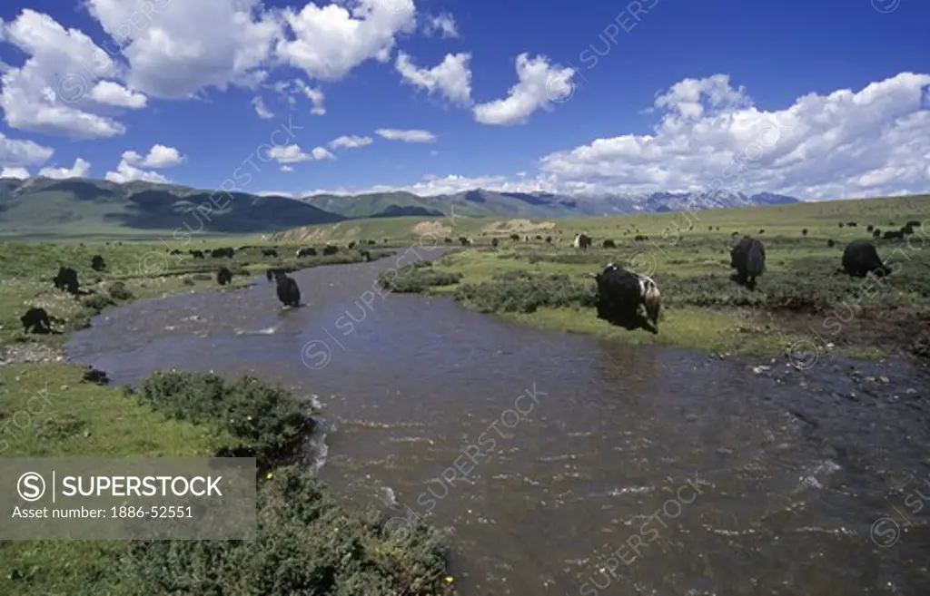 Yaks graze in a high meadow pasture along a river in Litang County - Sichuan Province, China, (Tibet)