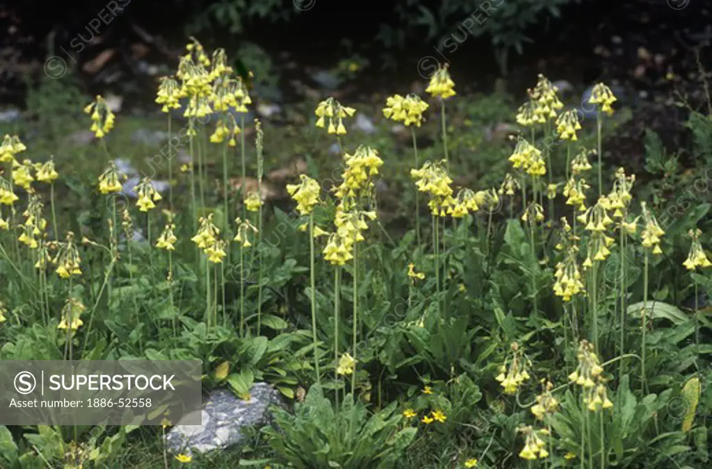 Yellow wildflowers, Nyinteng Nature Reserve (Rigsum Gonpo or Dabpa Lhari), Kham - Sichuan Province, China, (Tibet)