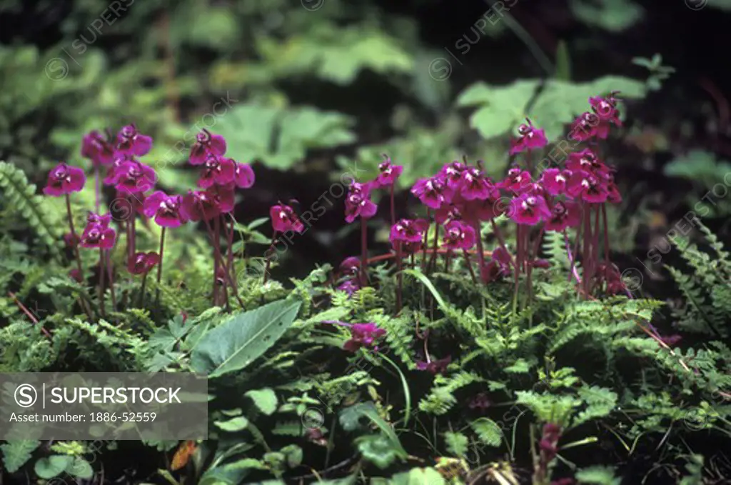 Gentian flowers, Nyinteng Nature Reserve (Rigsum Gonpo or Dabpa Lhari), Kham - Sichuan Province, China, (Tibet)