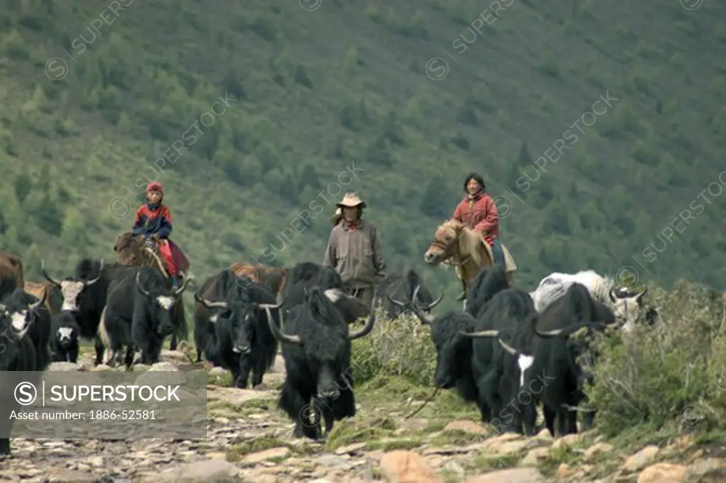 Drokpas (nomands) on horse back heard yaks in the highlands of Kham - Sichuan Province, China, (Tibet)