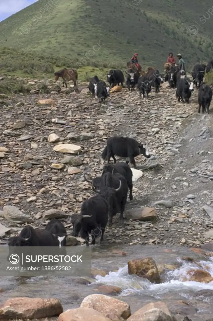 Drokpas (nomands) on horse back heard yaks accross a river in the highlands of Kham - Sichuan Province, China, (Tibet)