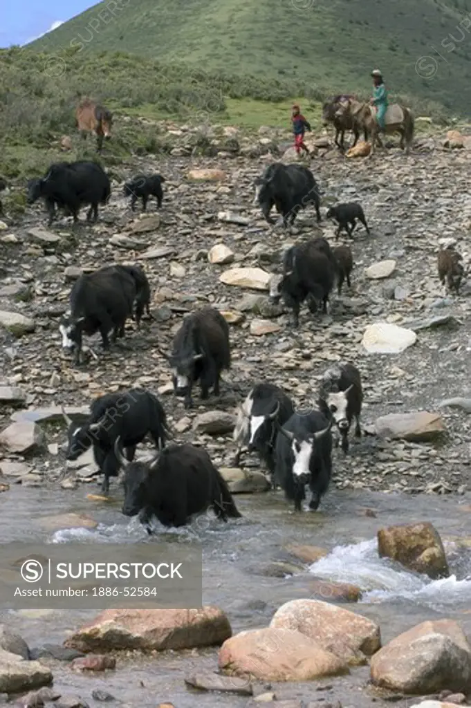 Drokpas (nomands) on horse back heard yaks accross a river in the highlands of Kham - Sichuan Province, China, (Tibet)