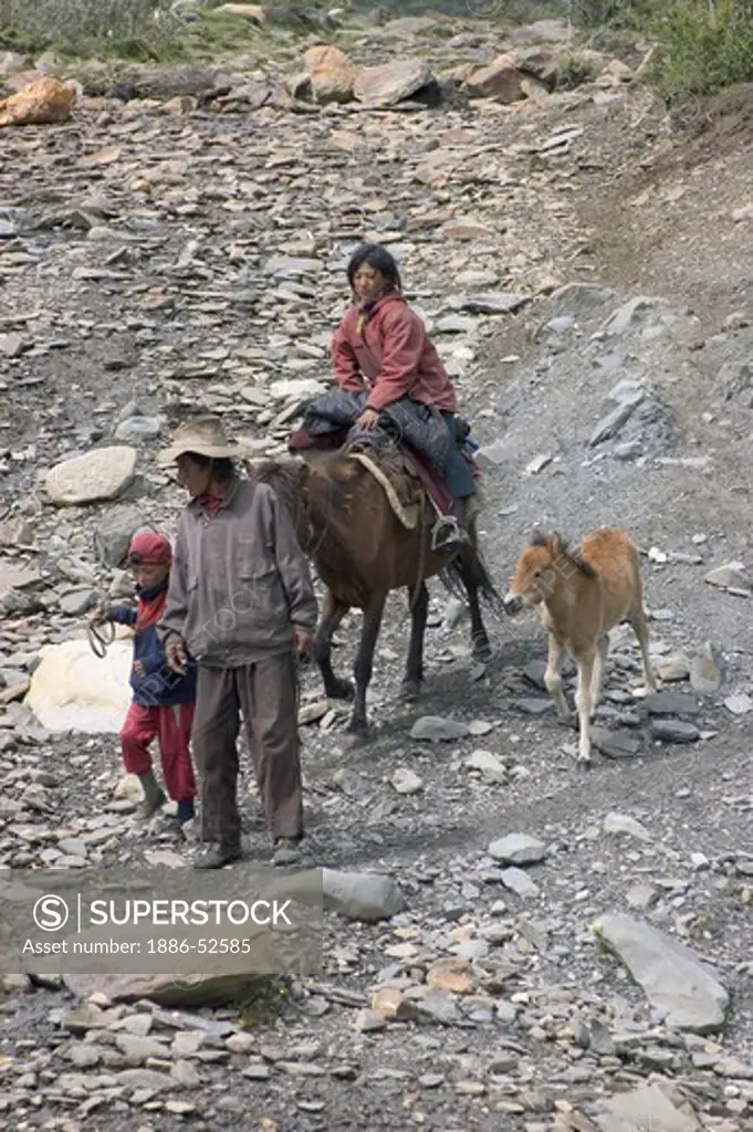 A family of drokpas (nomands)  on horse back with colts in the highlands of Kham - Sichuan Province, China, (Tibet)