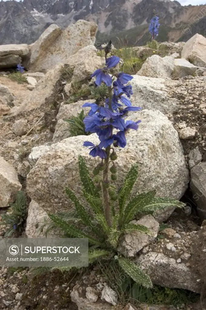 Blue poppy atop the Latseka Pass (3,962 meters) on route to Derge - Kham (E. Tibet), Sichuan Province, China