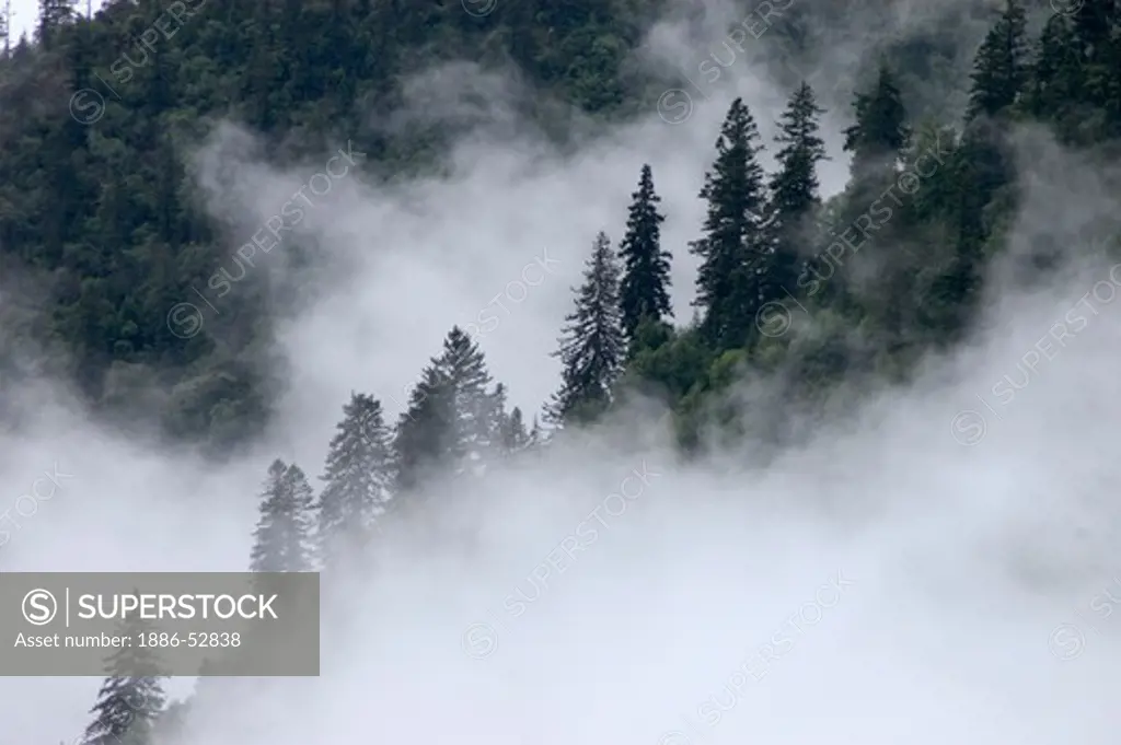 Mist rises from the forest during the summer monsoon - Kham, (eastern, Tibet), Sichuan Province, China