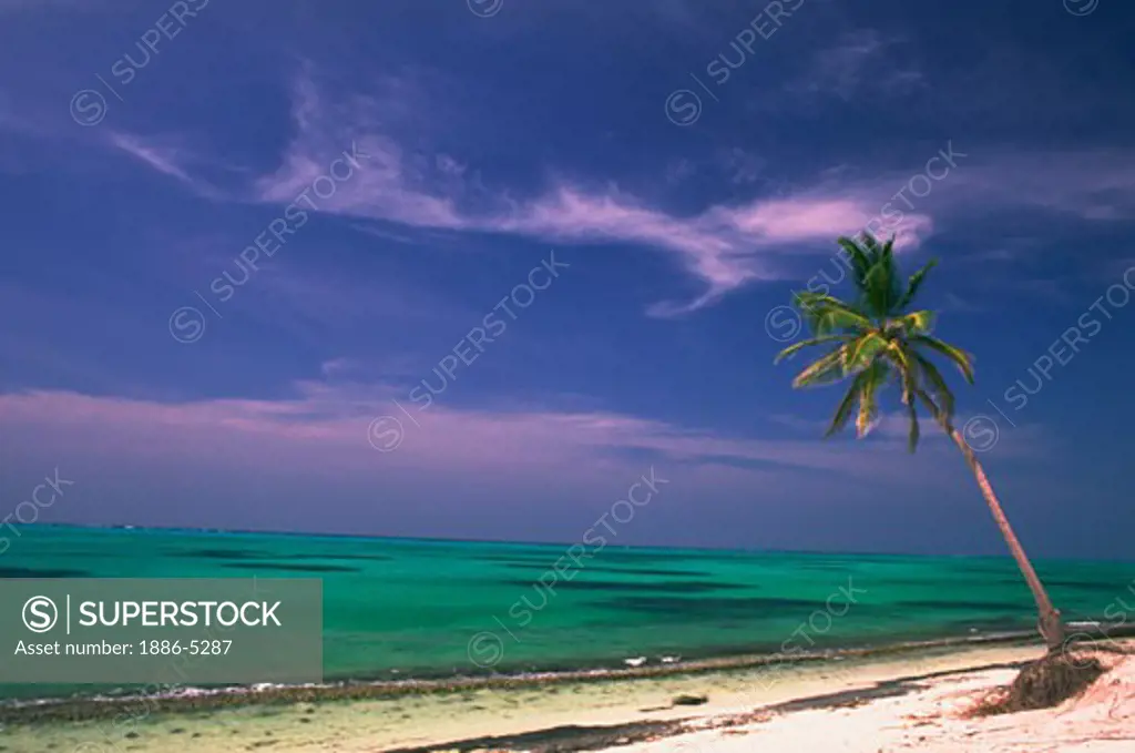 Palm tree on white sandy beach with clear blue water, Kadmat Island, Lakshadweep, India.