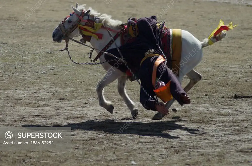 A Khampa demonstrates his  horsemanship by  touching the ground, Litang Horse Festival - Kham, Sichuan, China, (Tibet)