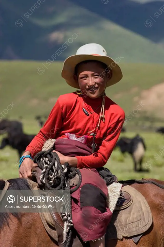 Young Khampa cowboy herds yaks on horseback in the grasslands of Litang county - Kham, Sichuan Province, China, (Tibet)