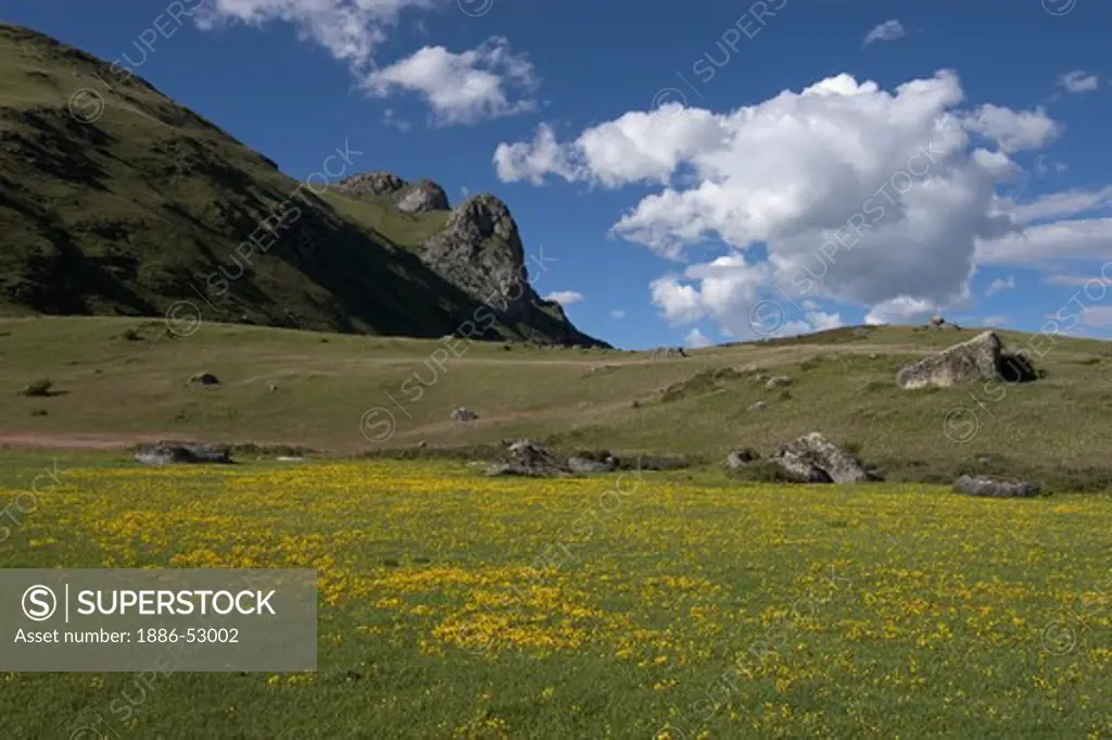 Wildflowers bloom on the high altitude grasslands of Litang county - Kham, Sichuan Province, China, (Tibet)