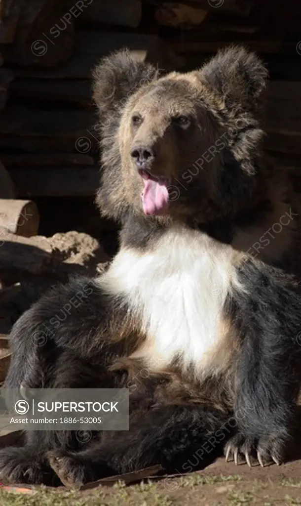 A Himalayan Sun Bear (Ursus malayanis) in Litang county - Kham, Sichuan Province, China, (Tibet)