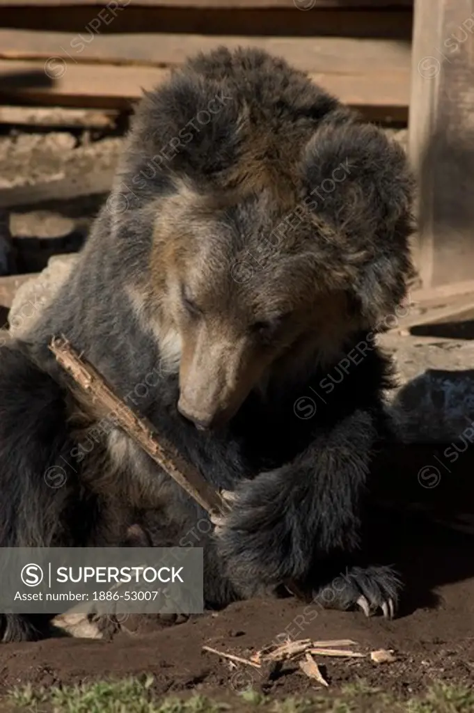 A Himalayan Sun Bear (Ursus malayanis) in Litang county - Kham, Sichuan Province, China, (Tibet)