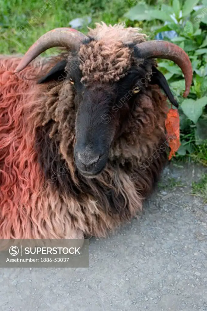 Sheep painted red at the Buddhist Monastery of Tagong (Lhagang) - Kham, Sichuan Province, China, (Tibet)