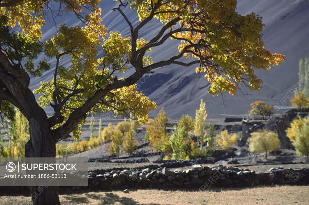 The village of ALCHI and the AUTUMN COLORS of an APRICOT TREE stand out against the barren Himalayan hills - LADAKH, INDIA