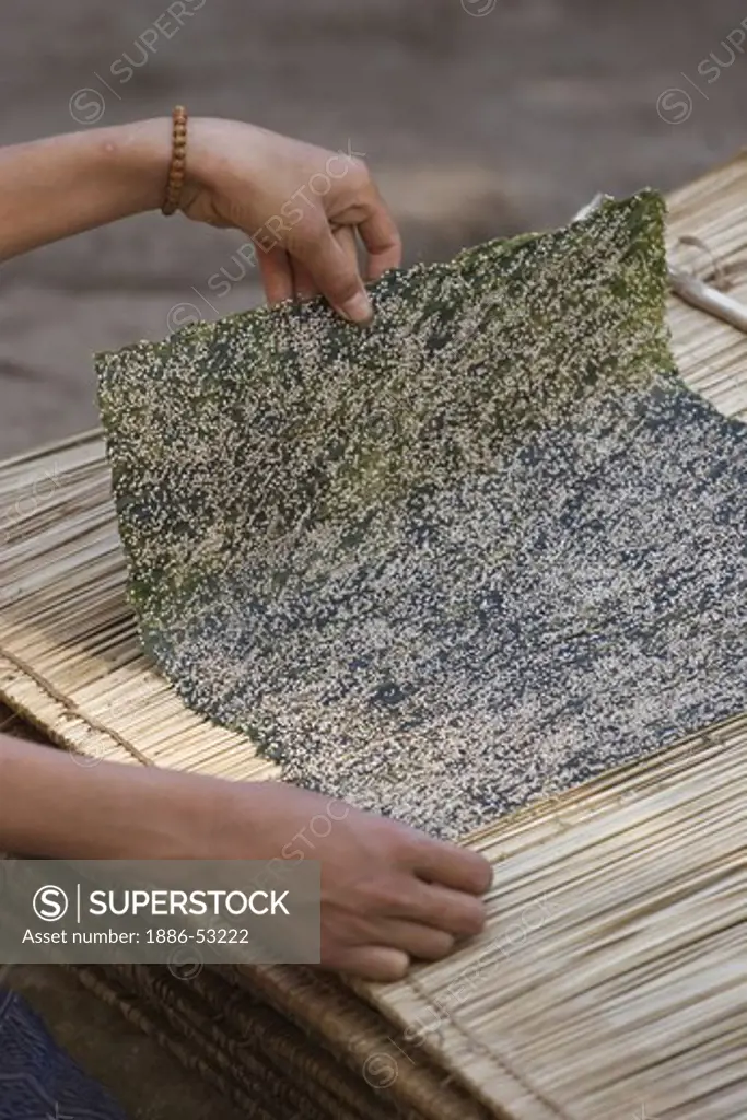 Laotian villages dry river moss which is a food  specialty of LUANG PROBANG - LAOS