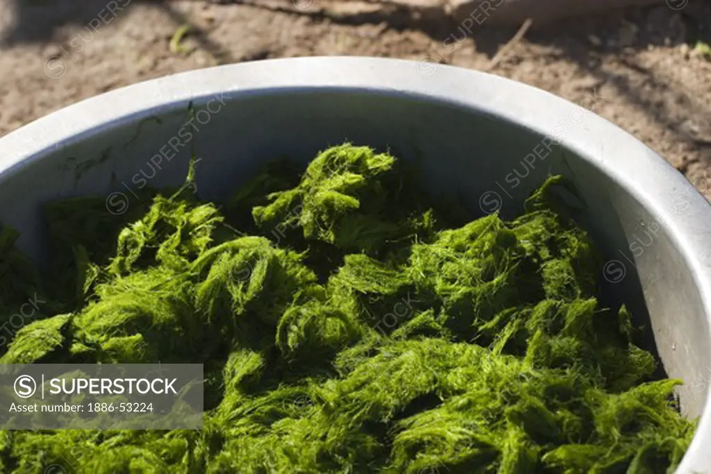 River moss is a  food specialty of LUANG PROBANG - LAOS