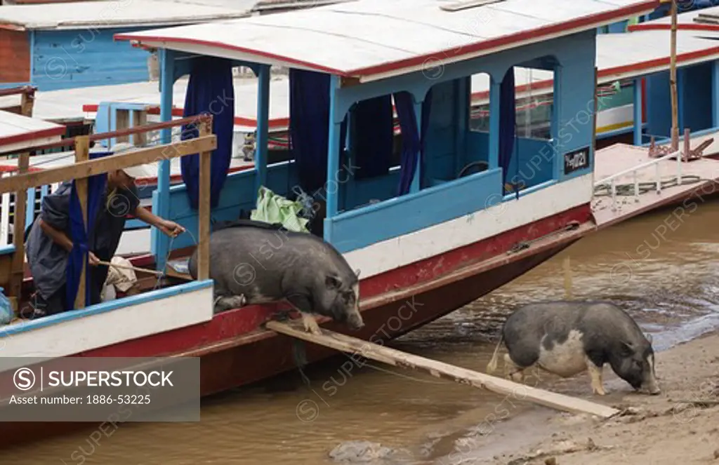 Pigs are unloaded from a river boat which plies the waters of the Mekong River - LUANG PROBANG, LAOS