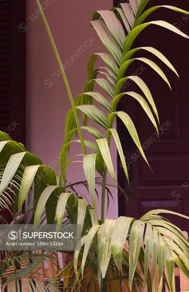 A tropical plant grows in the once French Provincial town of LUANG PROBANG - LAOS