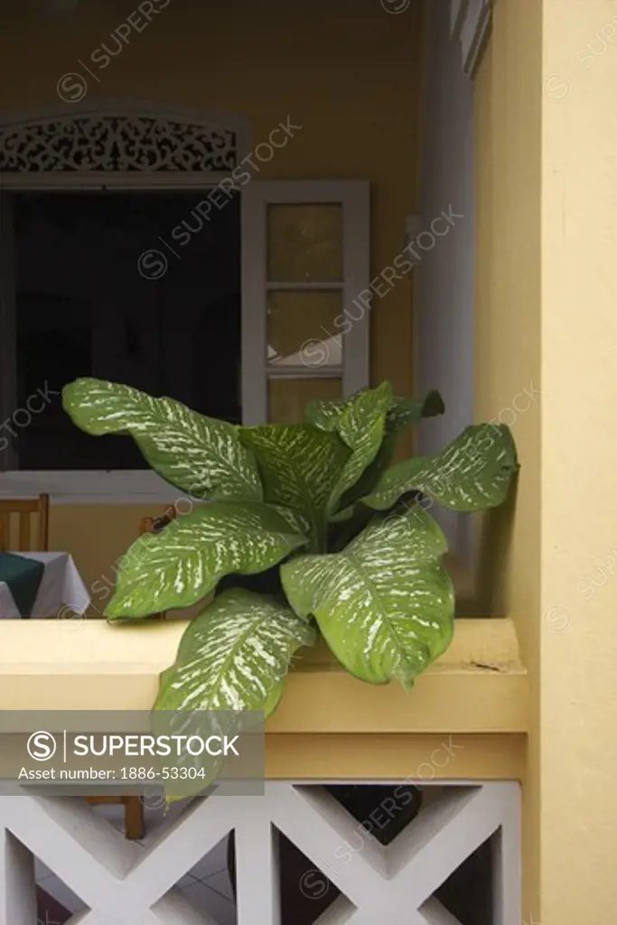 A tropical plant grows in a restaurant in the once French Provincial town of LUANG PROBANG - LAOS