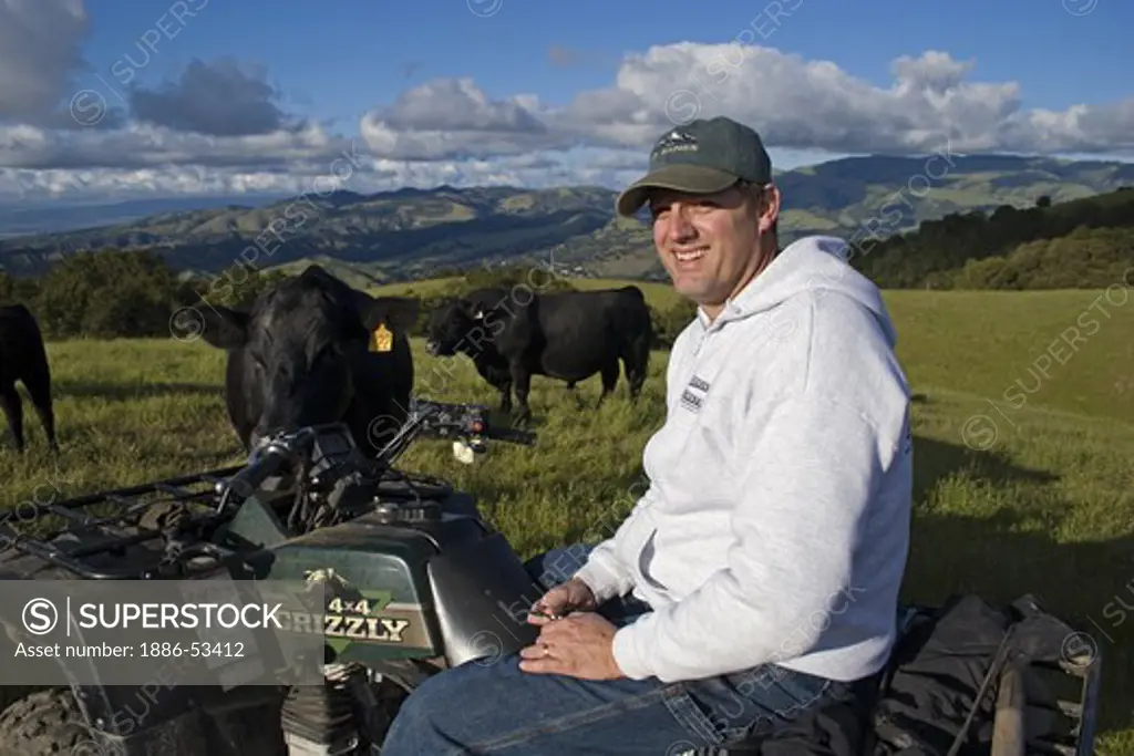 A rancher watches his angus beef cows from his all wheel drive all-terrain vehicle on a California ranch
