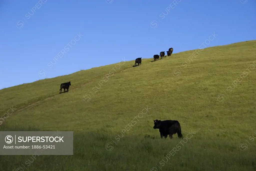 Cross bred Angus beef cows walk up a hill through lush pasture on a California ranch set in the foothills of the Coastal Mountain Range.