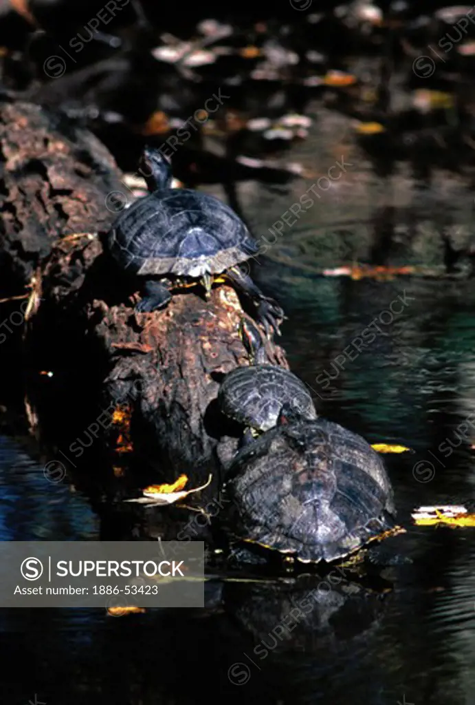 TURTLES sun themselves on a log in a  BAYOU near NEW ORLEANS - LOUISIANA