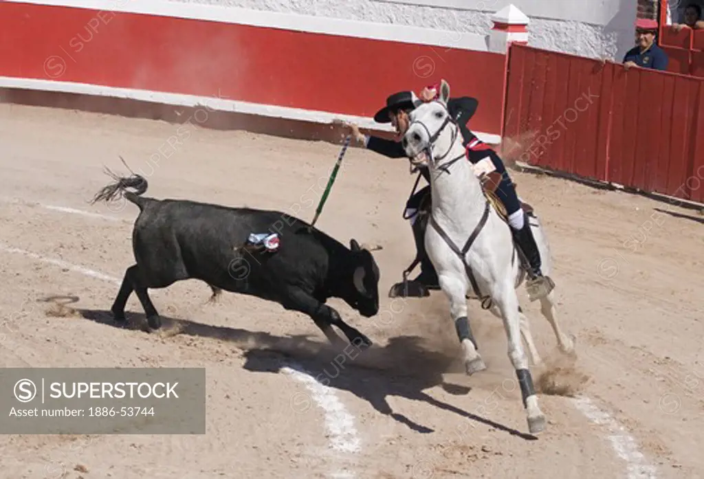 The picador RODOLFO BELLO does his work on horseback during a bull fight in the Plaza de Toros - SAN MIGUEL DE ALLENDE, MEXICO