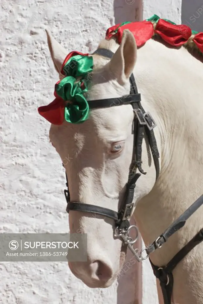 White stallion dressed for a bull fight - SAN MIGUEL DE ALLENDE, MEXICO