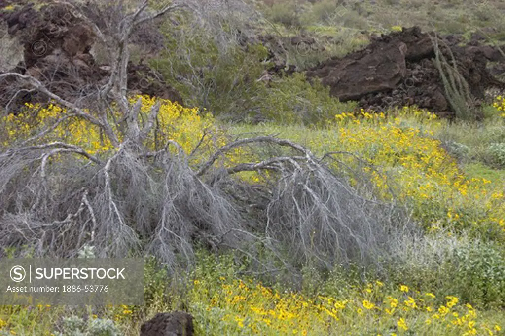 DEAD PALO VERDE & DESERT GLOBE MALLOW (Sphaeralcia ambigua) blooming in the SANORAN DESERT - EL PINACATE NATIONAL PARK, MEXICO