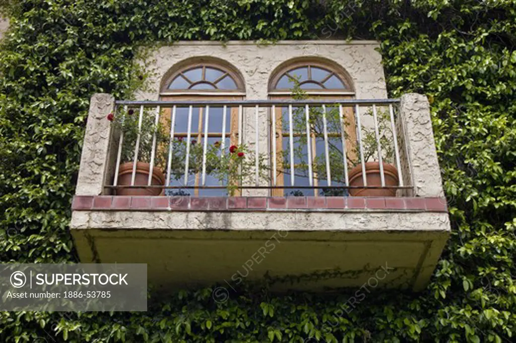 BALCONY surrounded by an IVY WALL at the BLACKSTONE WINERY near GONZALES in the Salinas Valley of CALIFORNIA