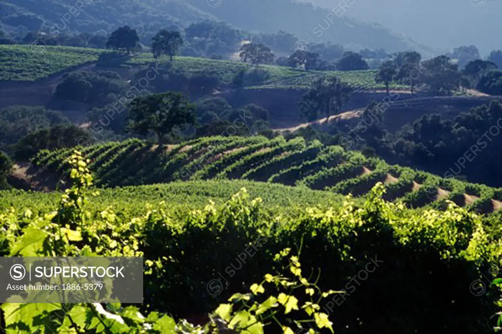 Rolling hills of wine grape vineyard in morning light, Joullian Vineyards, Carmel Valley, California.