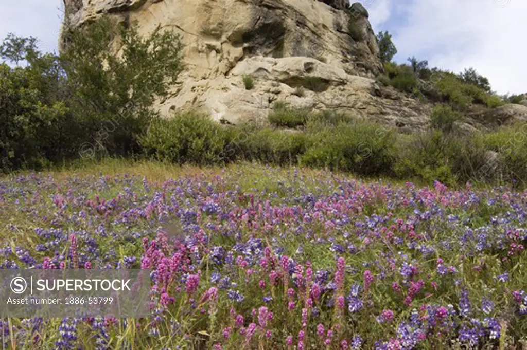 A field of wildflowers including Pink Owl's Clover (Castilleja excerta) and Sky Lupine (Lupinus nanus) below a rock outcropping at INDIAN CAMP GROUND near FORT HUNTER LIGGETT - CALIFORNIA
