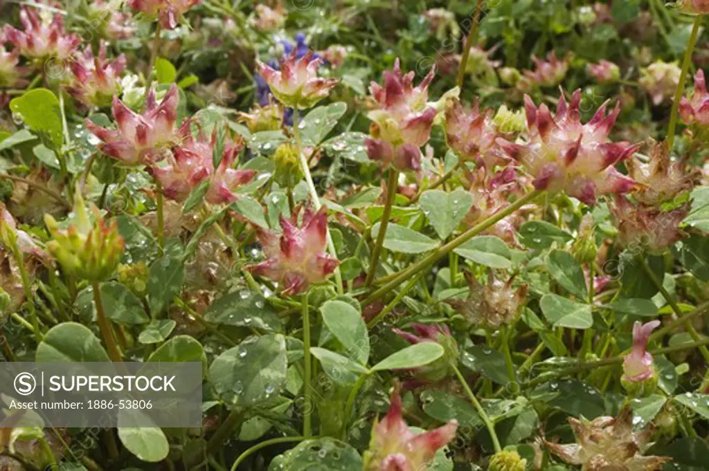 Close-up of wild clover blooming near INDIAN CAMP GROUND outside of FORT HUNTER LIGGETT - CALIFORNIA
