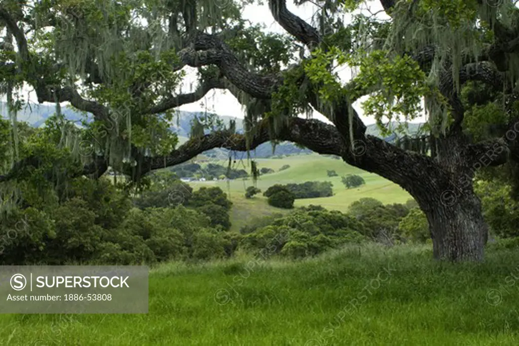 An Oak grows above lush green pasture on a cattle ranch in the Coastal Mountain Range of Monterey County - CALIFORNIA