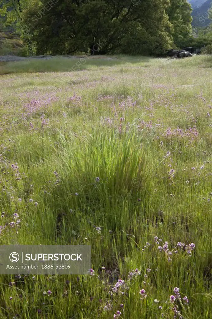 Oak tree, native grasses and Pink Owl's Clover near INDIAN CAMP GROUND outside of FORT HUNTER LIGGETT - CALIFORNIA