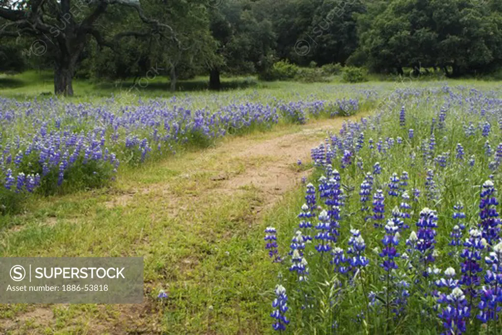 Sky Lupine (Lupinus nanus) line a dirt road on a cattle ranch in the Coastal Mountain Range  - CALIFORNIA