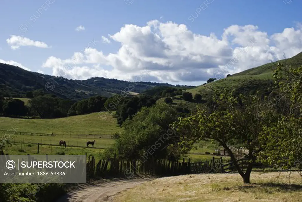 A dirt road winds through a California cattle ranch as  horses grazes in a pasture - CALIFORNIA