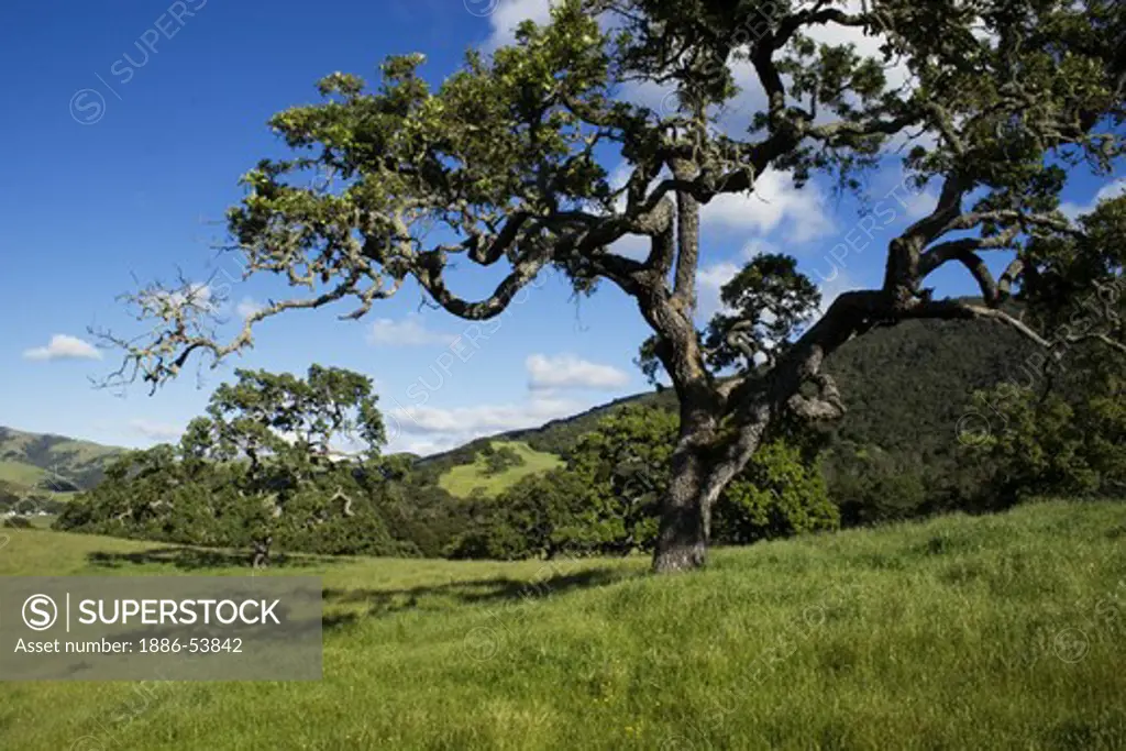 Rich pasture grows in spring on the oak studded hills of the Coastal Mountain Range on a California cattle ranch.