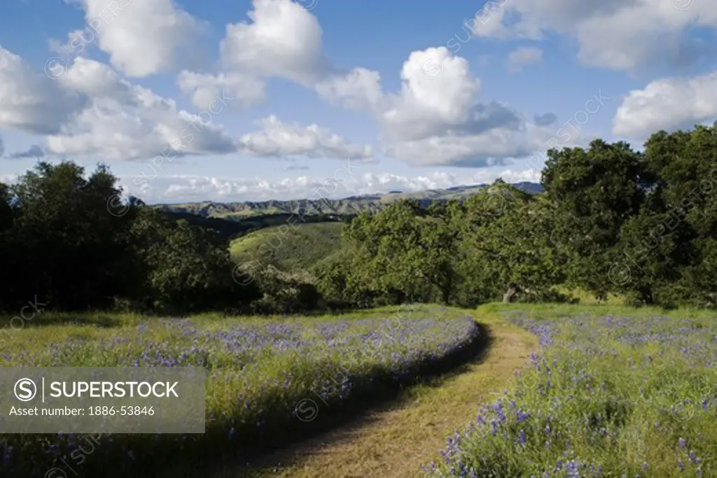 Sky Lupine grows in rich pasture on a dirt road in the oak studded hills of the Coastal Mountain Range on a California cattle ranch.