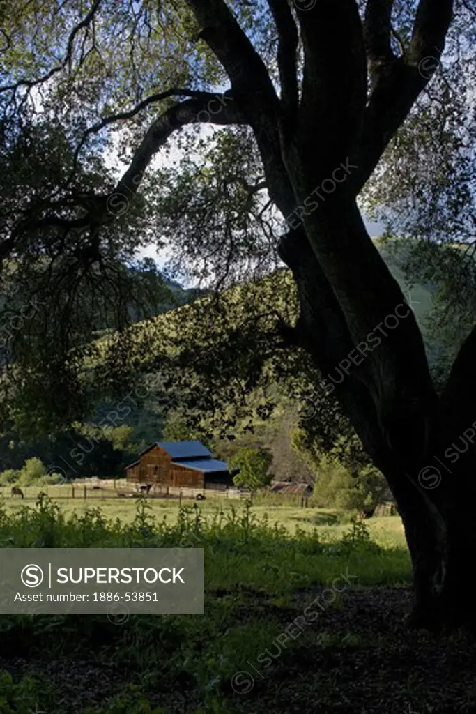 An oak tree overhangs a pasture and barn on a cattle ranch - MONTEREY COUNTY, CALIFORNIA