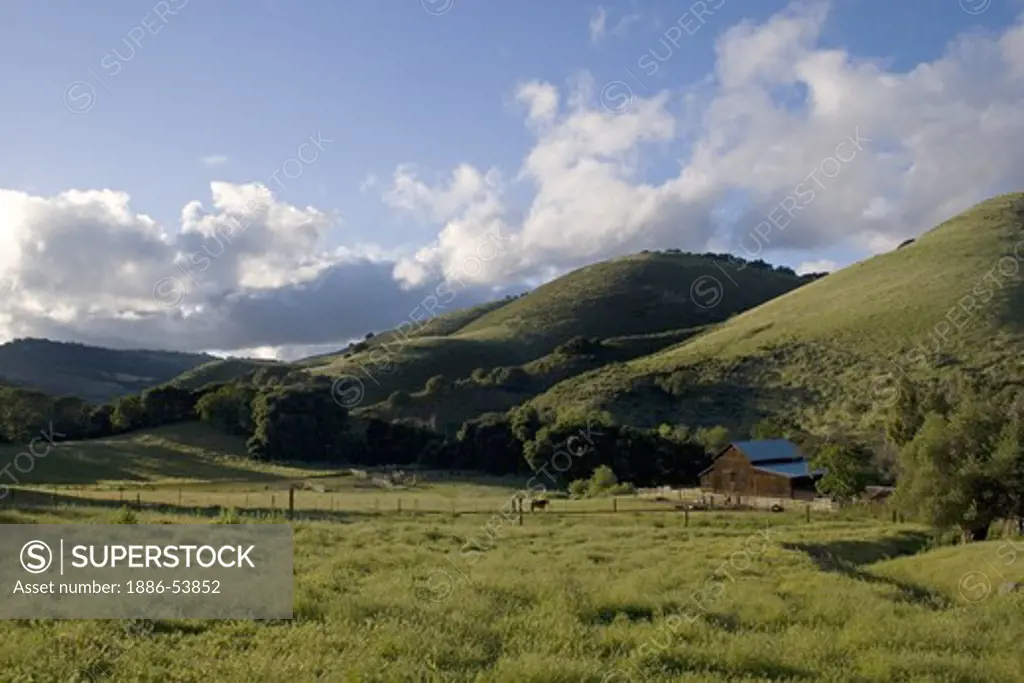 A horse grazes on rich pasture from spring rains and a barn on a cattle ranch - MONTEREY COUNTY, CALIFORNIA