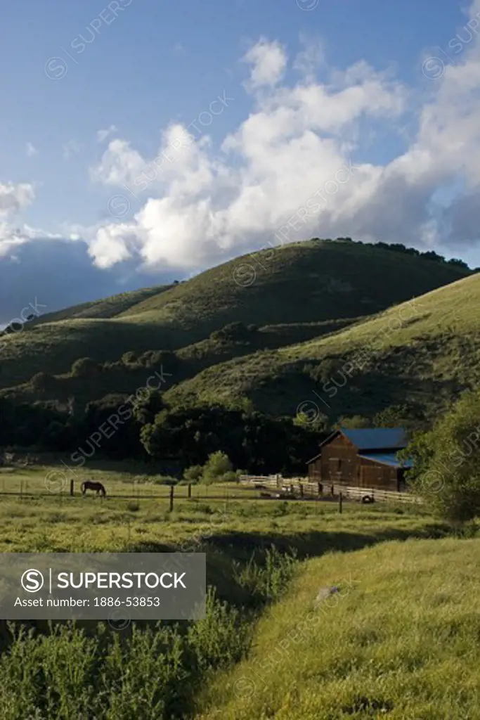 A horse grazes on rich pasture from spring rains and a barn on a cattle ranch - MONTEREY COUNTY, CALIFORNIA