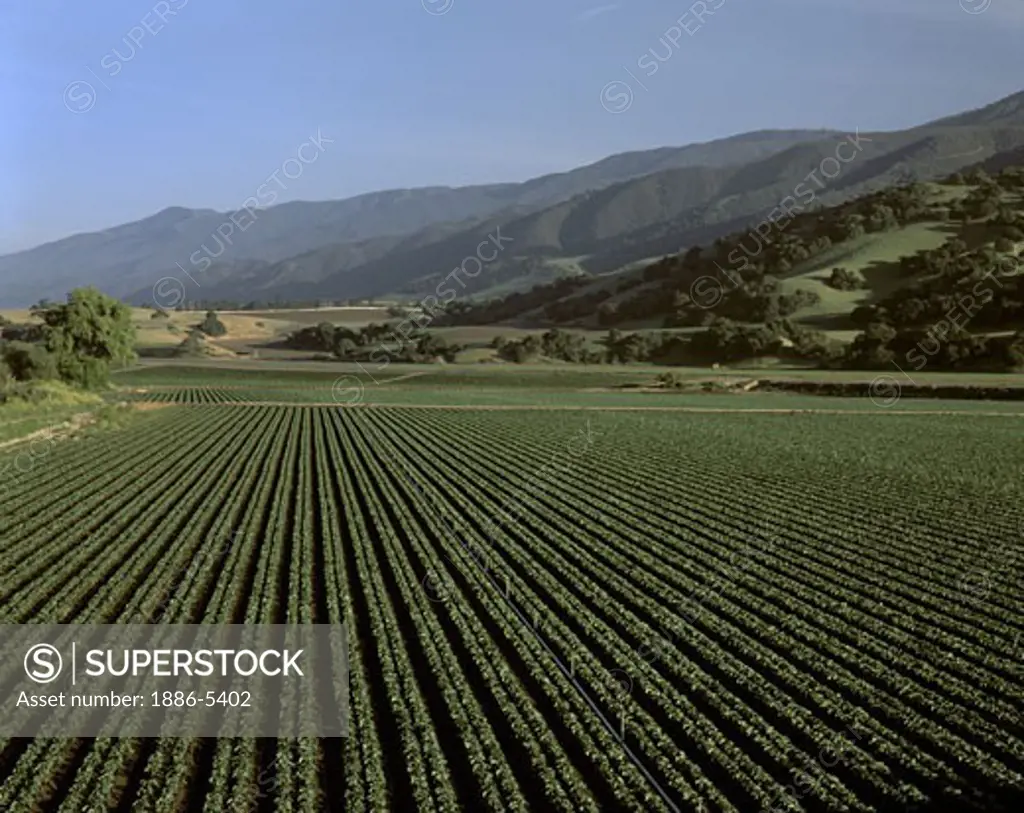 A field of young BROCCOLI grows in  CENTRAL CALIFORNIA