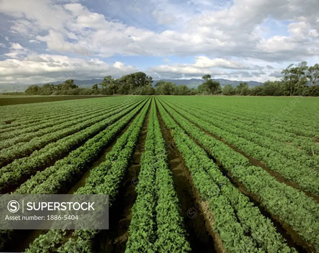 A field of CURLY LEAF LETTUCE flourishes in CENTRAL CALIFORNIA