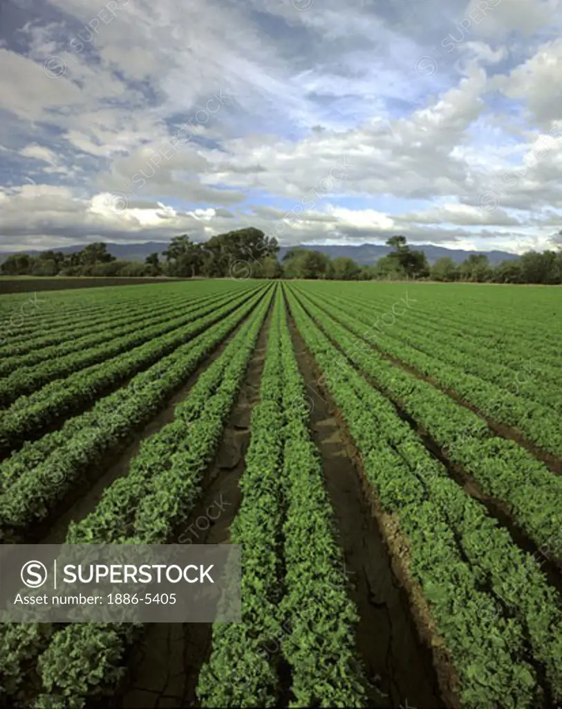 A field of CURLY LEAF LETTUCE flourishes in CENTRAL CALIFORNIA