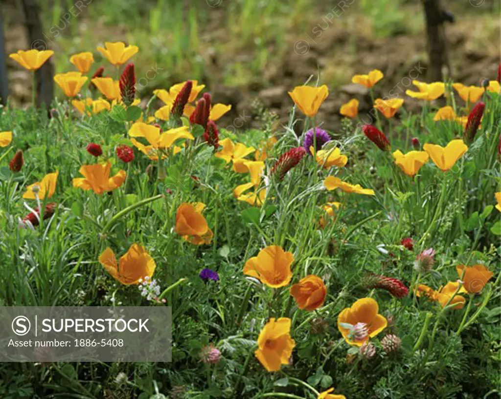 A mixture of POPPIES & other WILDFLOWERS are grown as a COVER CROP in a CALIFORNIA VINYARD
