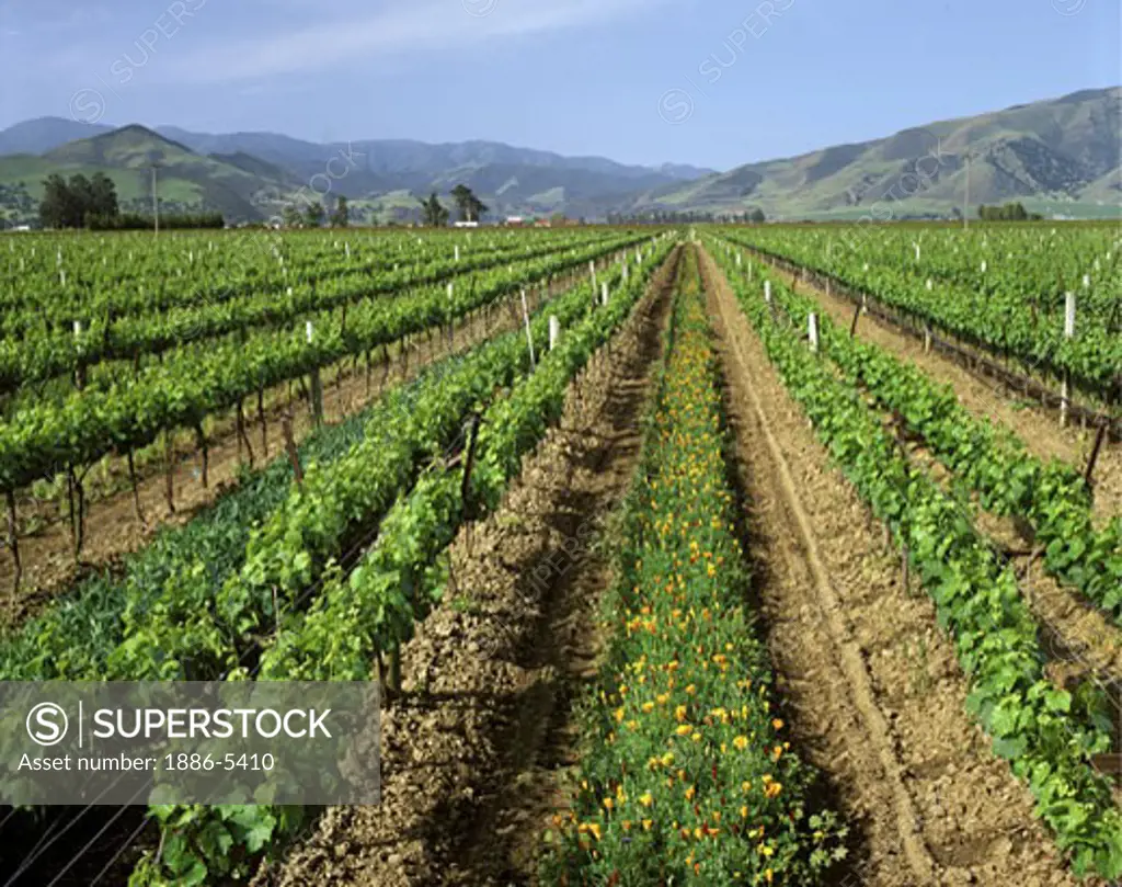A mixture of WILDFLOWERS are grown as a COVER CROP in a CALIFORNIA VINEYARD