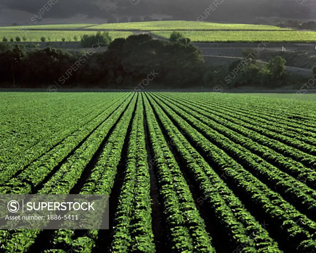 A field of ROMAINE LETTUCE flourishes in a field in CENTRAL CALIFORNIA