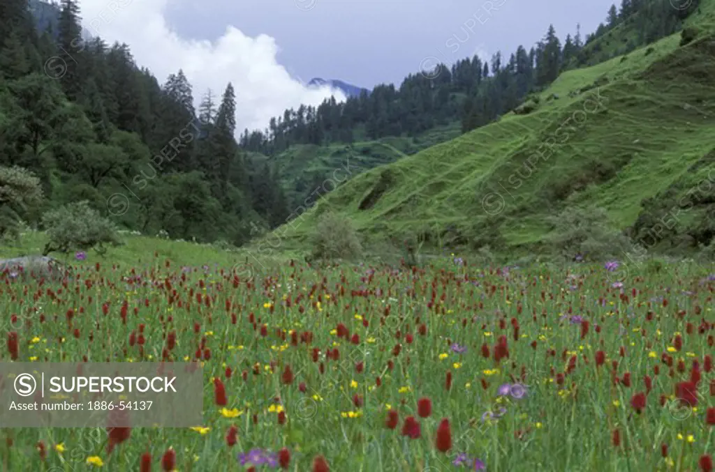 High altitude WILDFLOWERS grow in a HIMALAYAN VALLEY near the KAGMARA PASS to DOLPO - EASTERN NEPAL